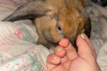 figuring out what breed of lop my bunny is!