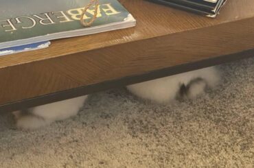 No bunnies to see here, move along…