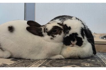 Couple More Jackson and Oreo Pics. Happy Friday!