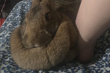 Muffin cuddling up to my foot bc she want treat
