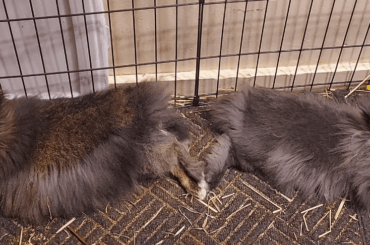 Just wanna introduce da dusty loor floofs