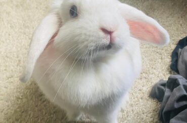 You are not allowed to sleep in on a Sunday, puny hooman!! WAKE AND GIVE TREATS NOW!! 🐰😆🥰