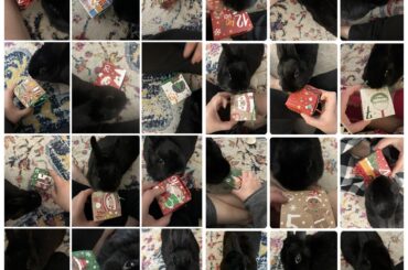 All 24 days of Miss Tiggles advent calendar