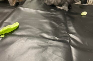 Rabbit bonding day 2 progress?