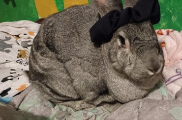 All hail Empress Matilda, Queen Tilly