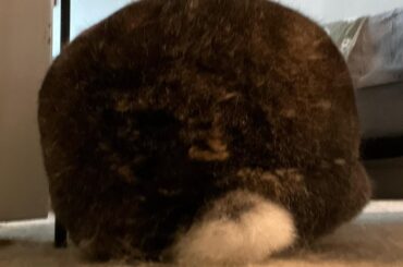 Rex owners: do you brush your rabbits?