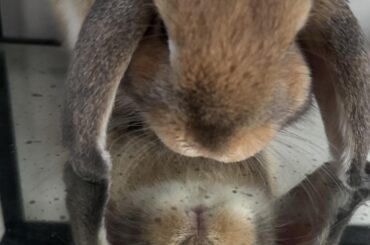whoooo is that bun I see… staring straight… back at me… 🎶