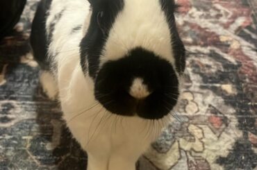 Can bunnies have a form of OCD?