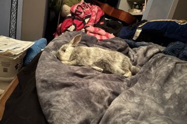 She never likes sleeping on my duvet... I guess she changed her mind