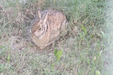 This isn't a pet but is this bunny ok?