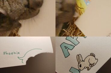 anyone else lets their bunny "sign" cards?