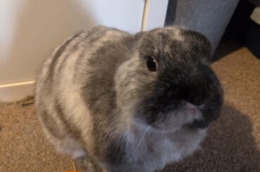 Oreo looking very polite