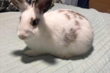 rosie: the best bunny ever