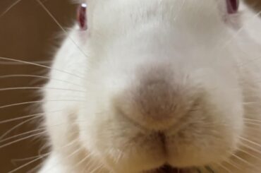 My boy has crossed the rainbow bridge