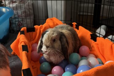 Bunnies don't like ballpit digbox. Suggestions that don't include dirt/sand/mess?