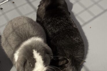 When to neuter buns