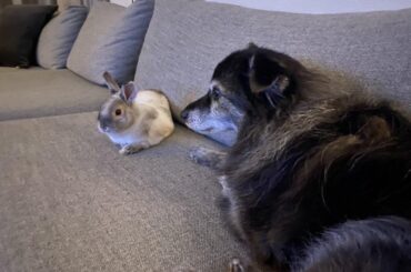 my dog luna passed the rainbow bridge,  moon lost a good friend 🐰🐶🤍