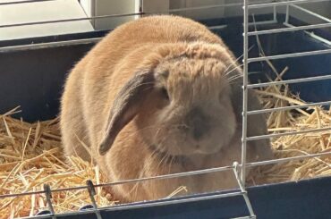 Help me find my rabbit's breed