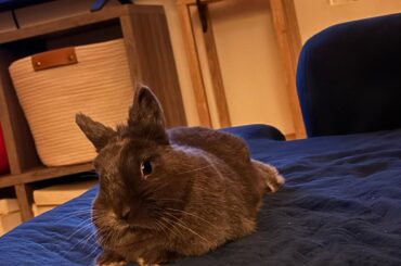 One month since he was adopted. First bonan, first couch floop, first floop next to me. 🩶🐰🩶