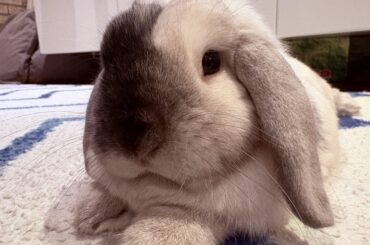 Bunny scared of robot vacuum cleaner
