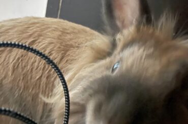 Odin has claimed his first victim