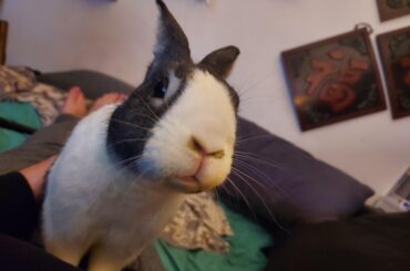 Bunjamin wants to ask u a very important question