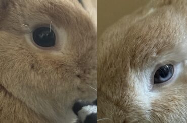 Willow, my new bunny, has heterochromia! Never had an animal with that before