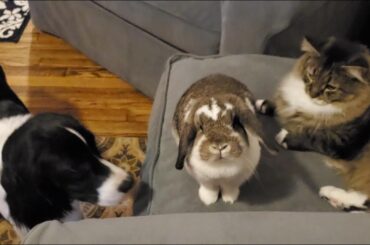 Dad... why do you let these two dingbats live with us.. they smell.