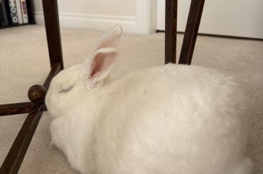 my chubby ruby girl🤍