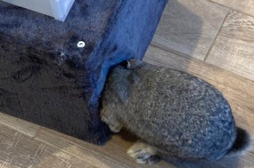 Stormy exploring Luna’s cat bed while I clean the top