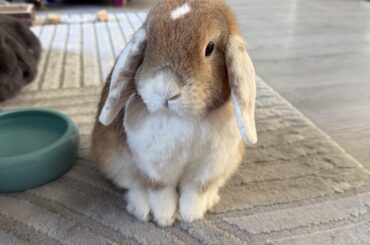 Update about bunny that acted weird while eating