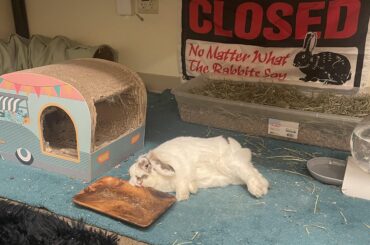 Cleaning tips for my shag carpet pls!