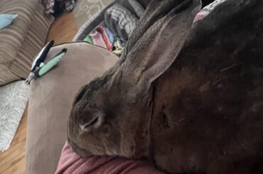 My (highly disrespectful) hooman tried to cut my nails; 3 nails down and I need a nap.