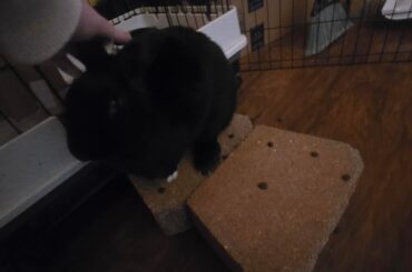 Shadow loves concrete.