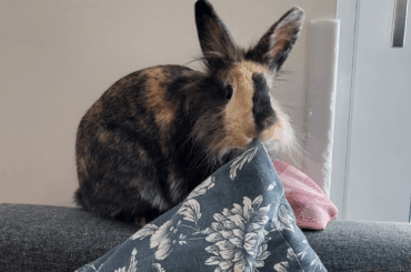 Just a little pillow nibble