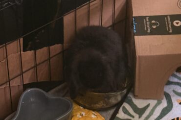 Bunny thinks he belongs in the bowl