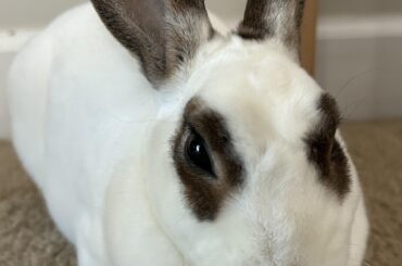 Flops the midnight loaf 🥖💚🐰