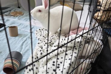 Upset I washed his dirty blankets