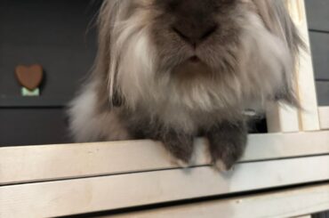 My rabbit passed away today