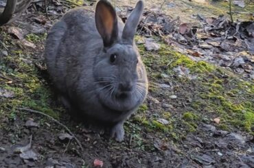 Help me catch this stubborn abandoned bunny please!