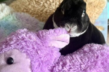 I put his stuffies up on a chair so I could vacuum and he wasn't having it