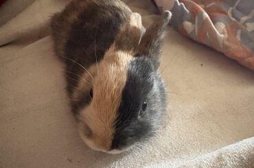 My snickers , 1 of 5. My bunny had babies !