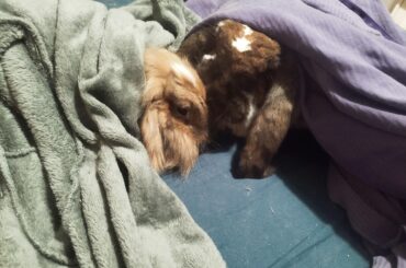 A pair of blanket snuggle buns