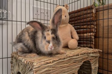 Meet Peanut, Pancake’s baby sister