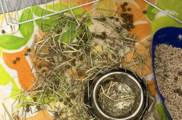 Why has my bunny stopped popping/peeing in his litter box..?