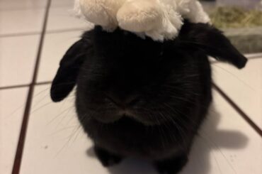 Best vets to get spayed in LA area?