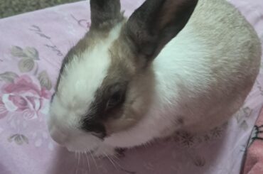 I need an urgent answer!