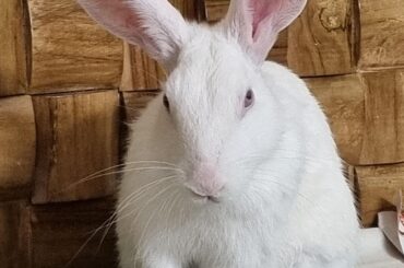 What is lil bro plotting??