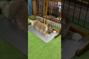 Cute Rabbit #rabbit #bunny #pets #petcare #petvideos #animals #shots