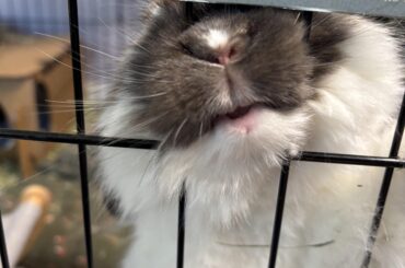 Bunny doesn’t want to hang out after spay